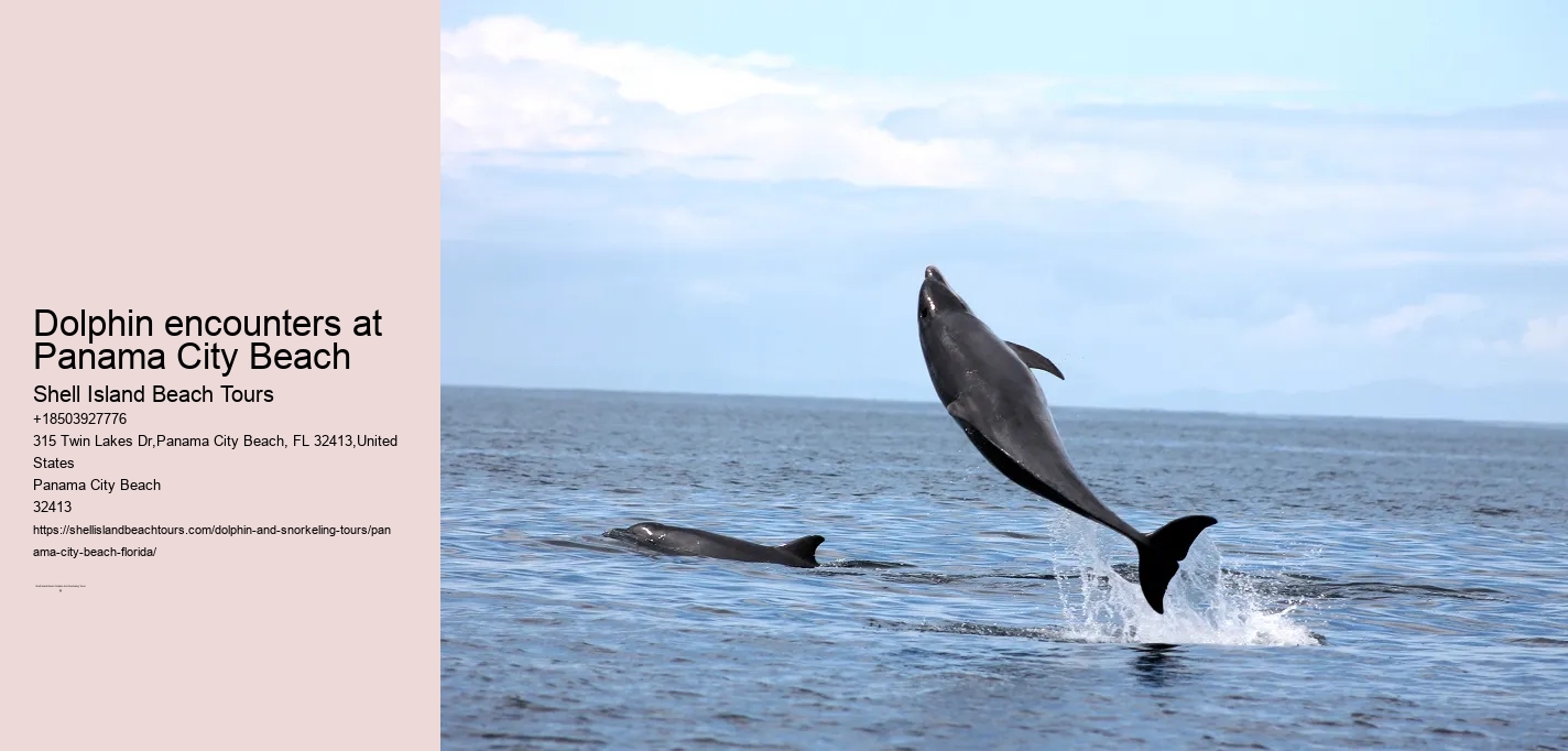 Dolphin encounters at Panama City Beach