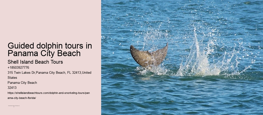 Guided dolphin tours in Panama City Beach