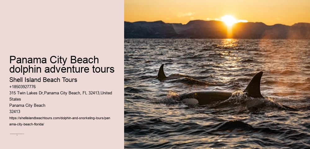 Panama City Beach dolphin adventure tours