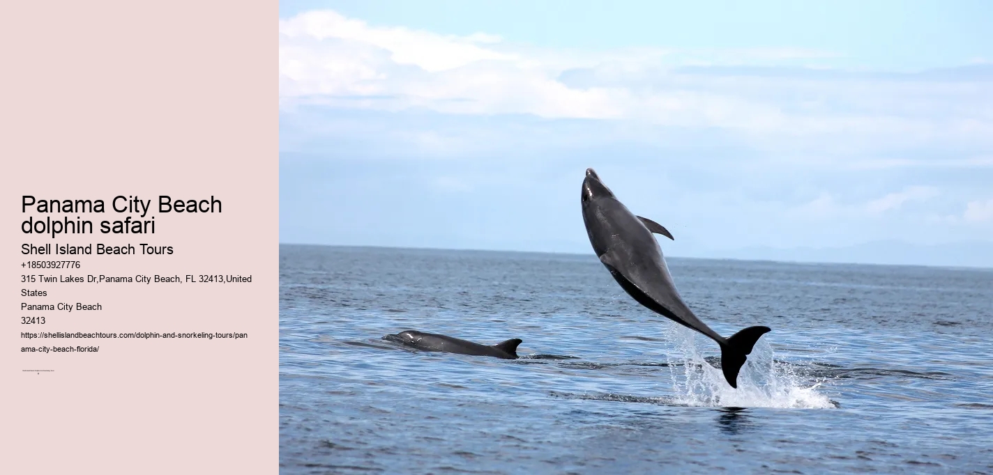 Panama City Beach dolphin safari